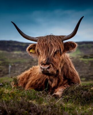 Czy krowa może zjeść swoje łożysko?
