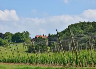 Jak szeroko trzymać sztangę? Jak szeroko trzymać sztangę?