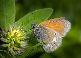 Jak zrobić samemu glicerynę?