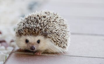 W jakim sklepie można kupić kółka do walizki?